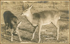 Postcard of Deer