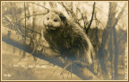 Postcard of Opossum with the caption "I Got My Eye On You"